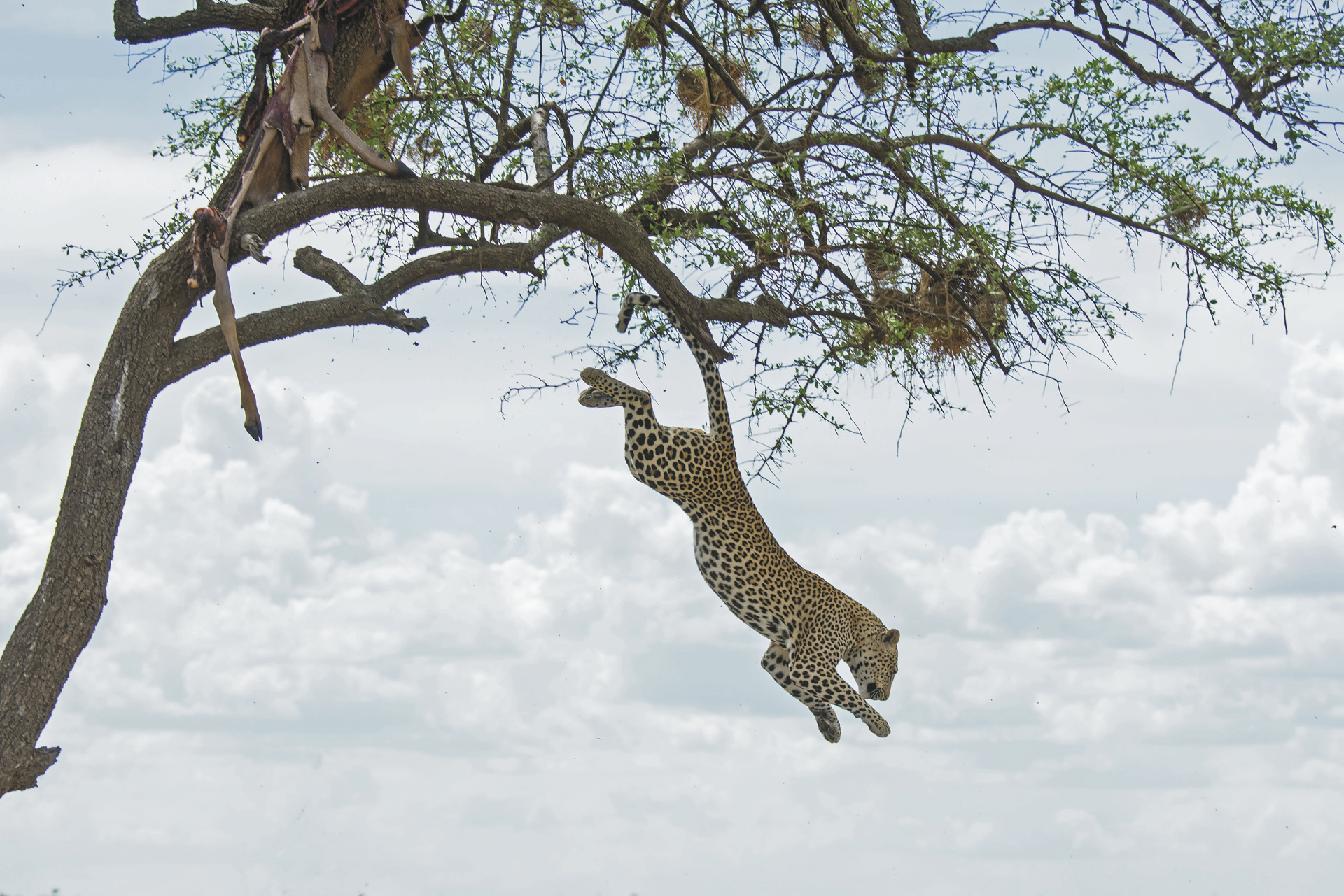 ©Wilkinson Tours; Leopard im Sprung