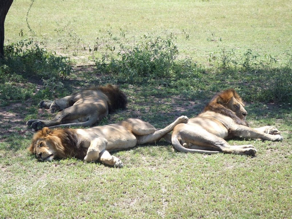 Tansania Safari Löwen
