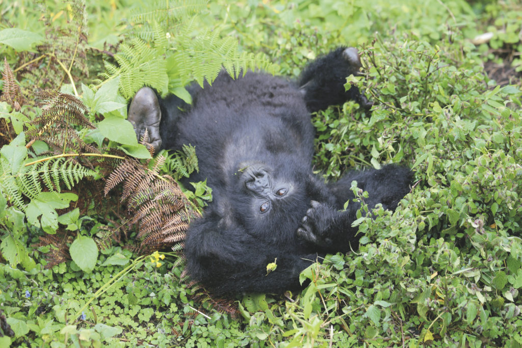 Wunderbares Ruanda