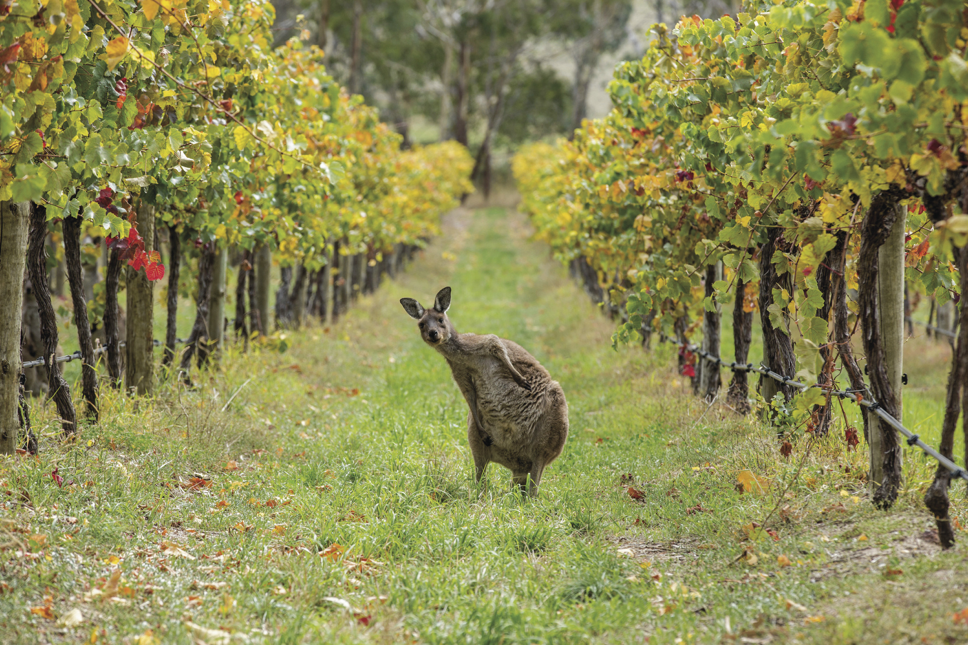aufmerksames Känguru im Weinberg, ©Tourism Australia