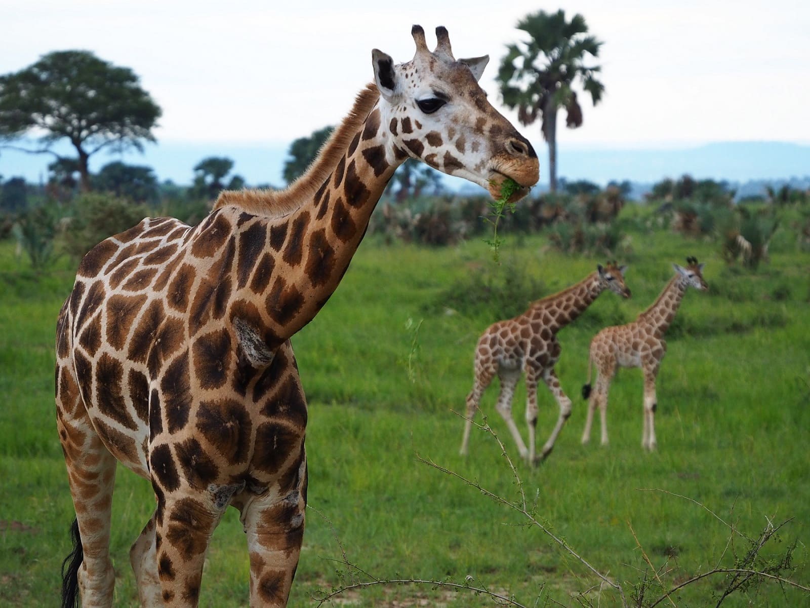 Uganda Giraffe