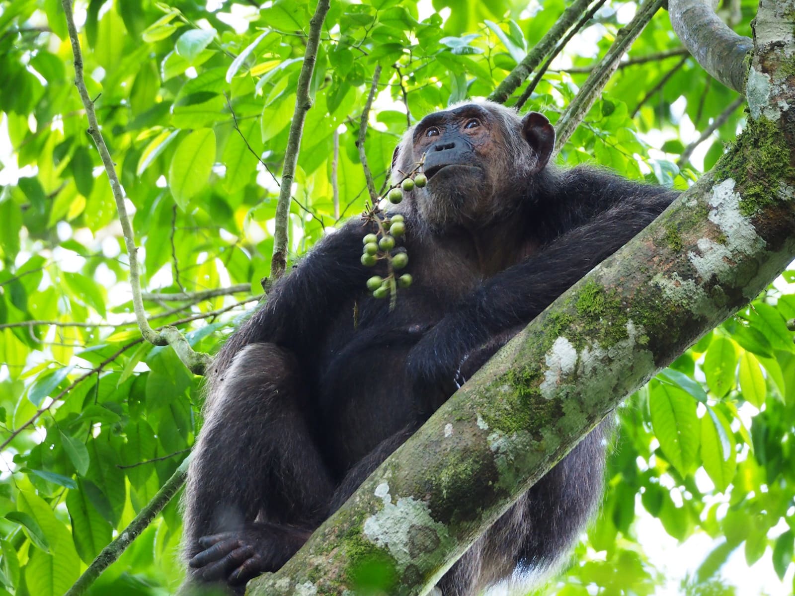 Uganda Schimpanse