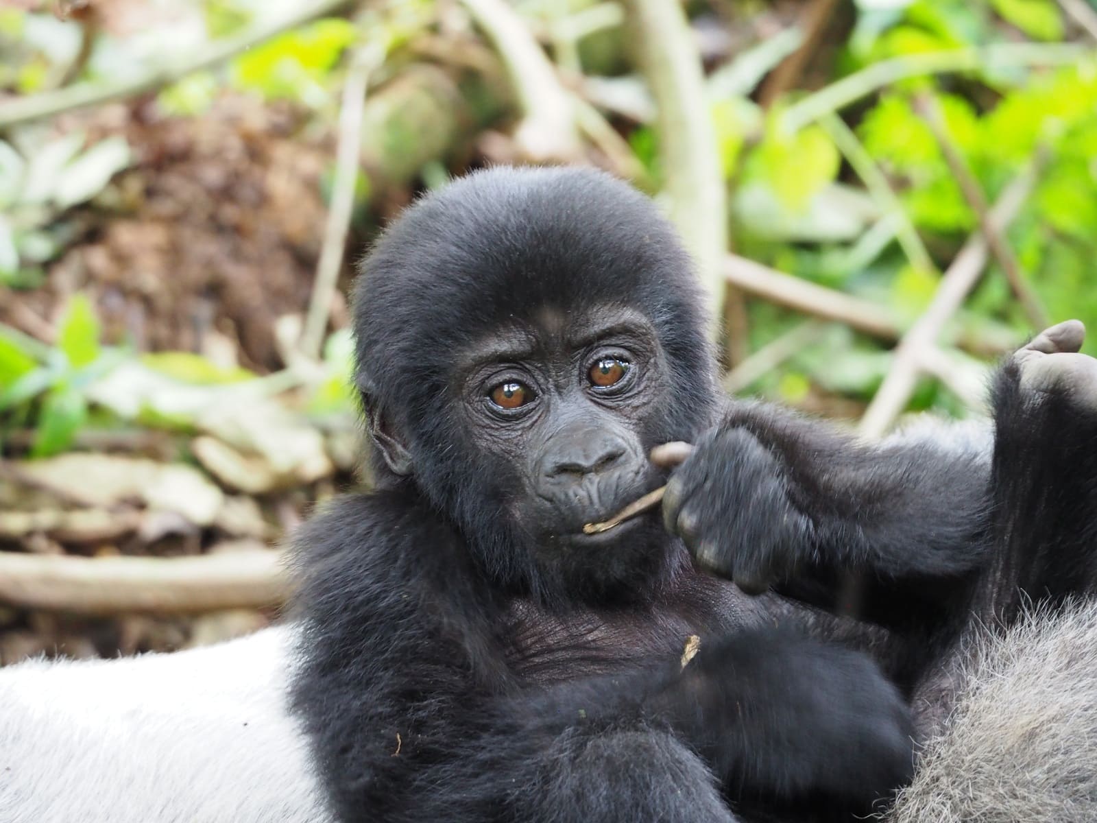 Uganda Gorilla Baby