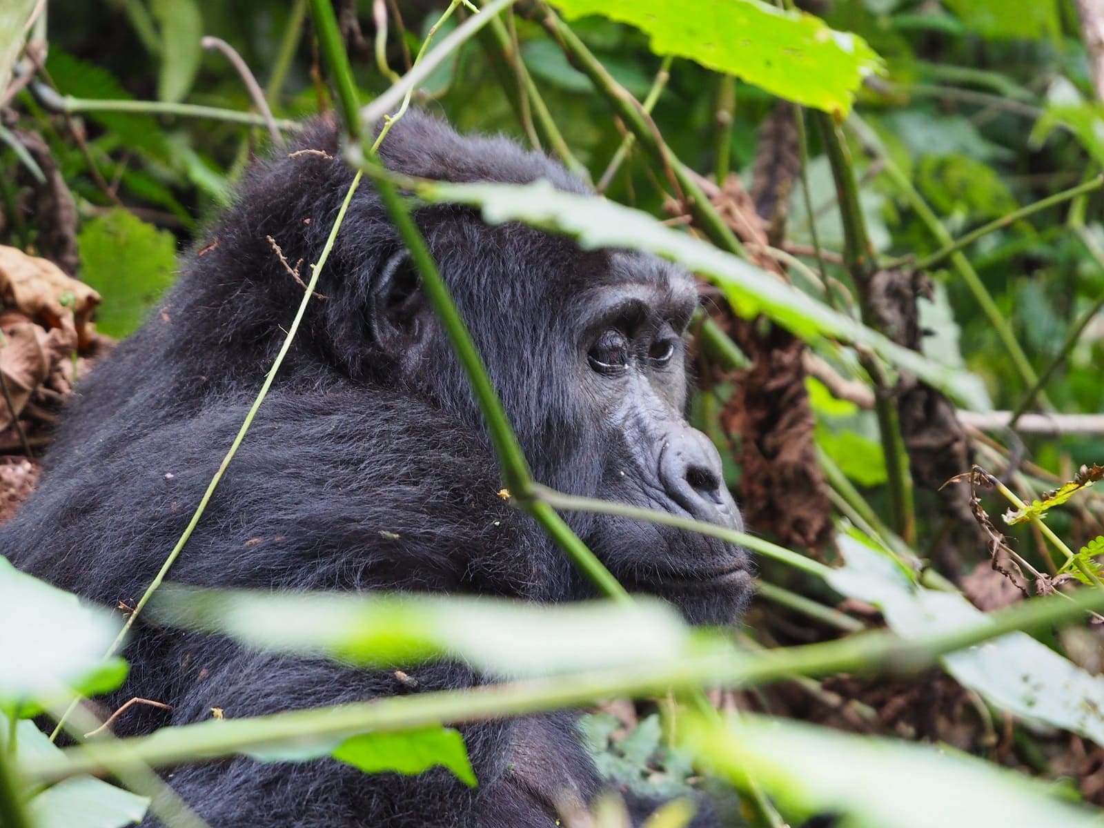 Uganda Gorilla