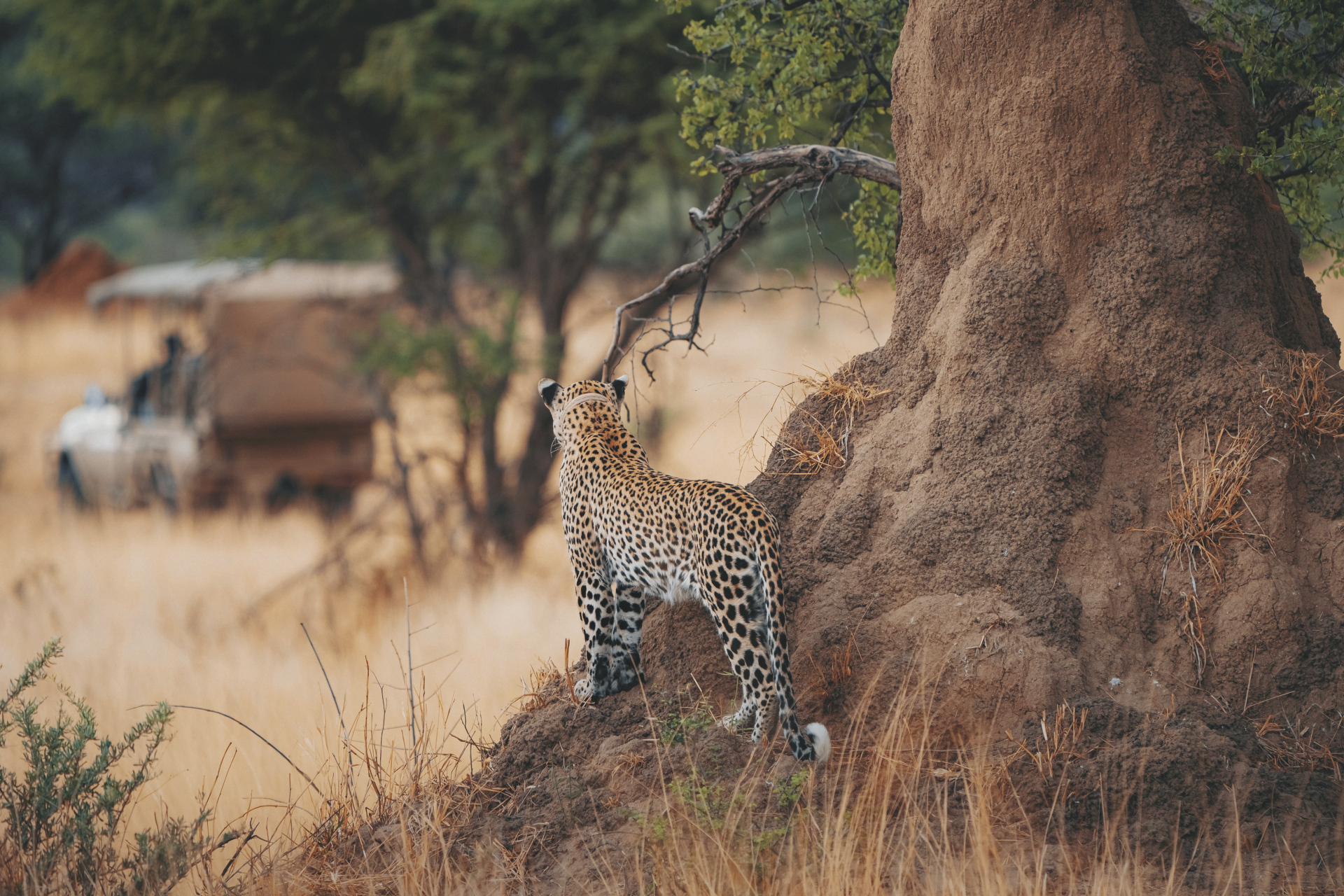 Auf den Spuren der Leoparden