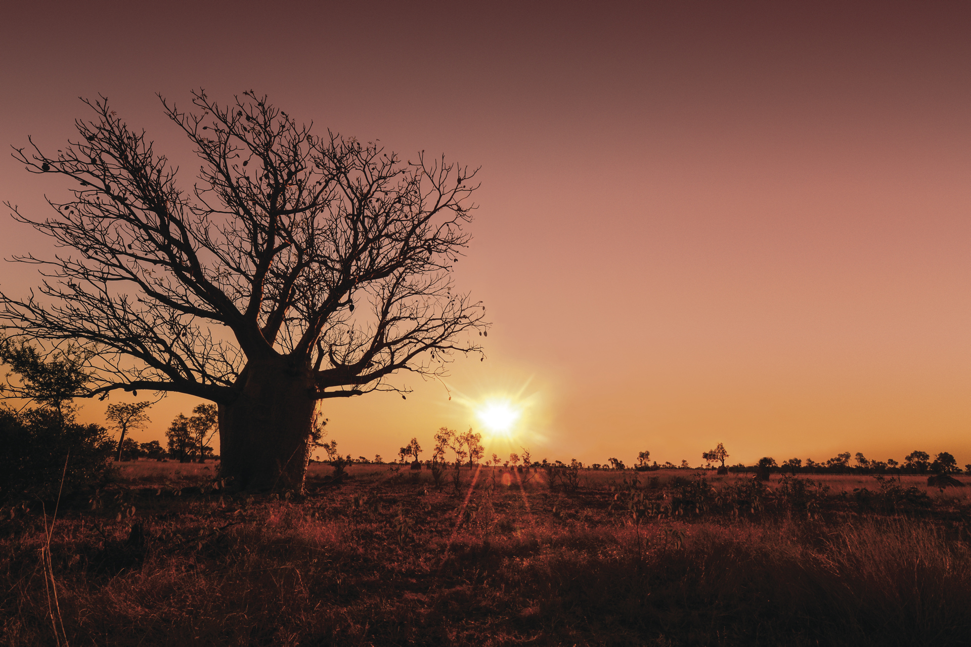 Boab Tree , © Steve Strike
Stock Library Photo from Outback Photographics NT ©
Unauthorised publication of this image is prohibited.
For publication / reproduction rights please contact Steve Strike on +61 8 89523559 or email info@photoz.com.au