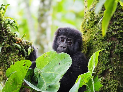 Uganda