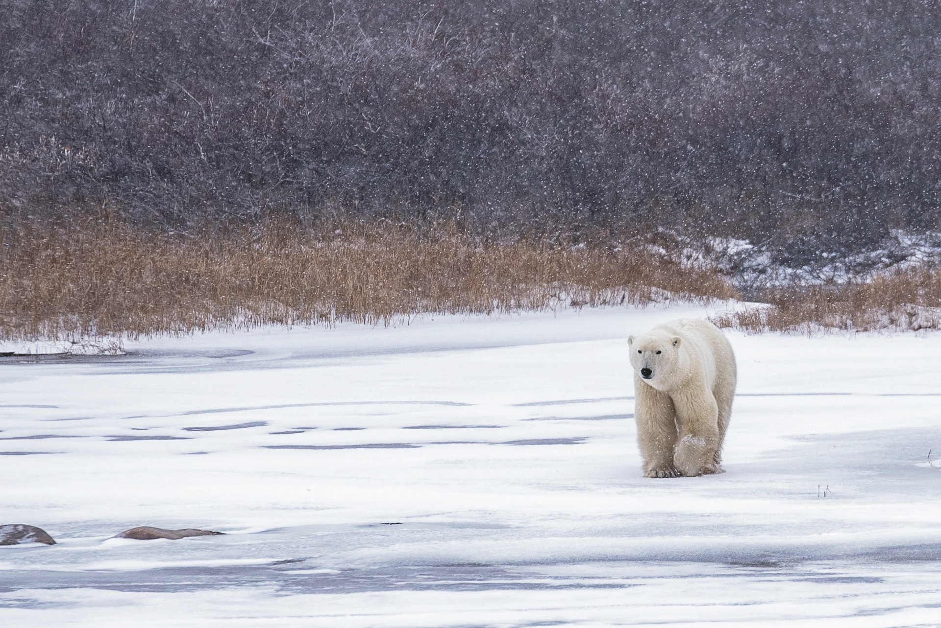 Die Eisbären der Hudson Bay